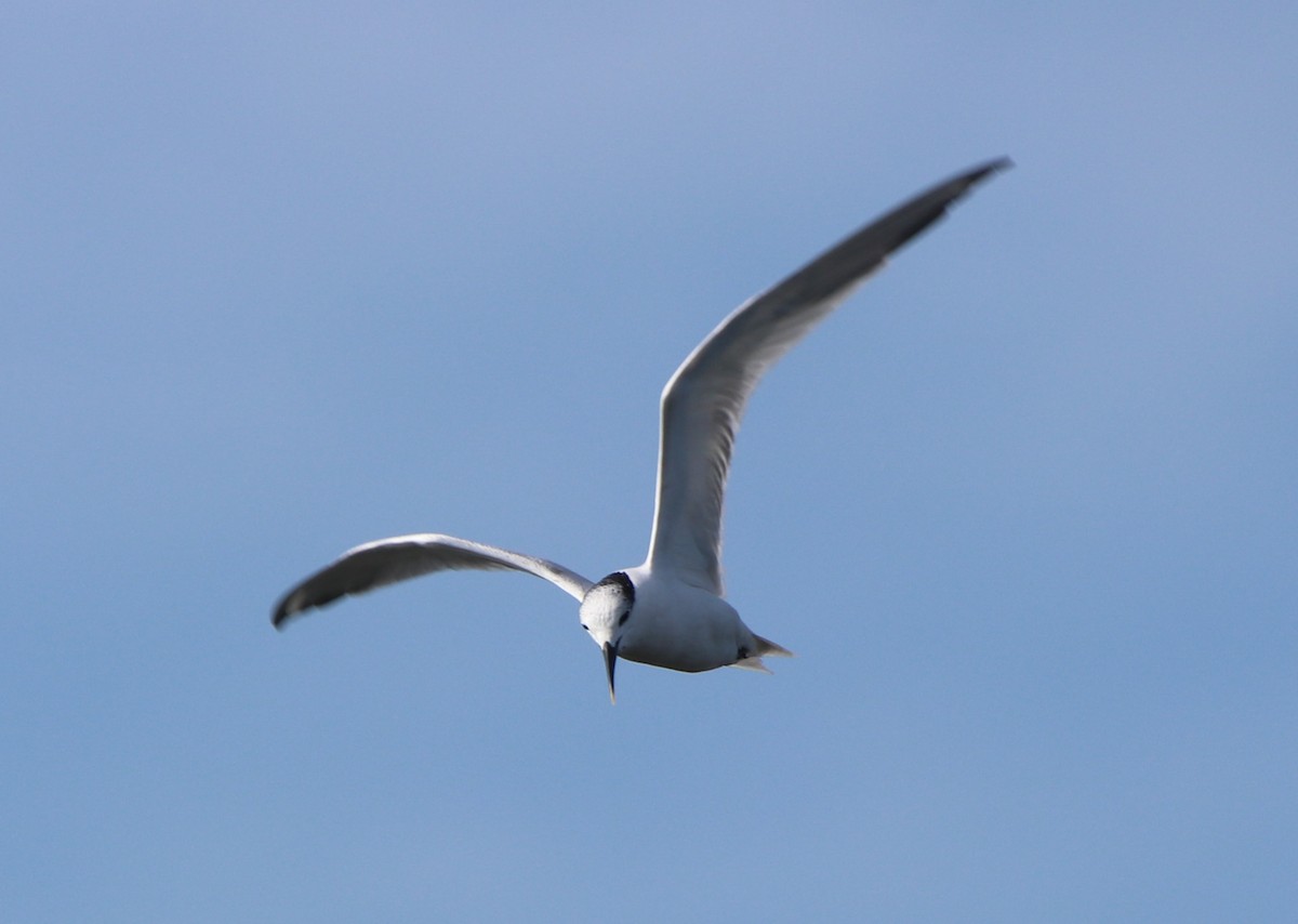 Brandseeschwalbe - ML646368808