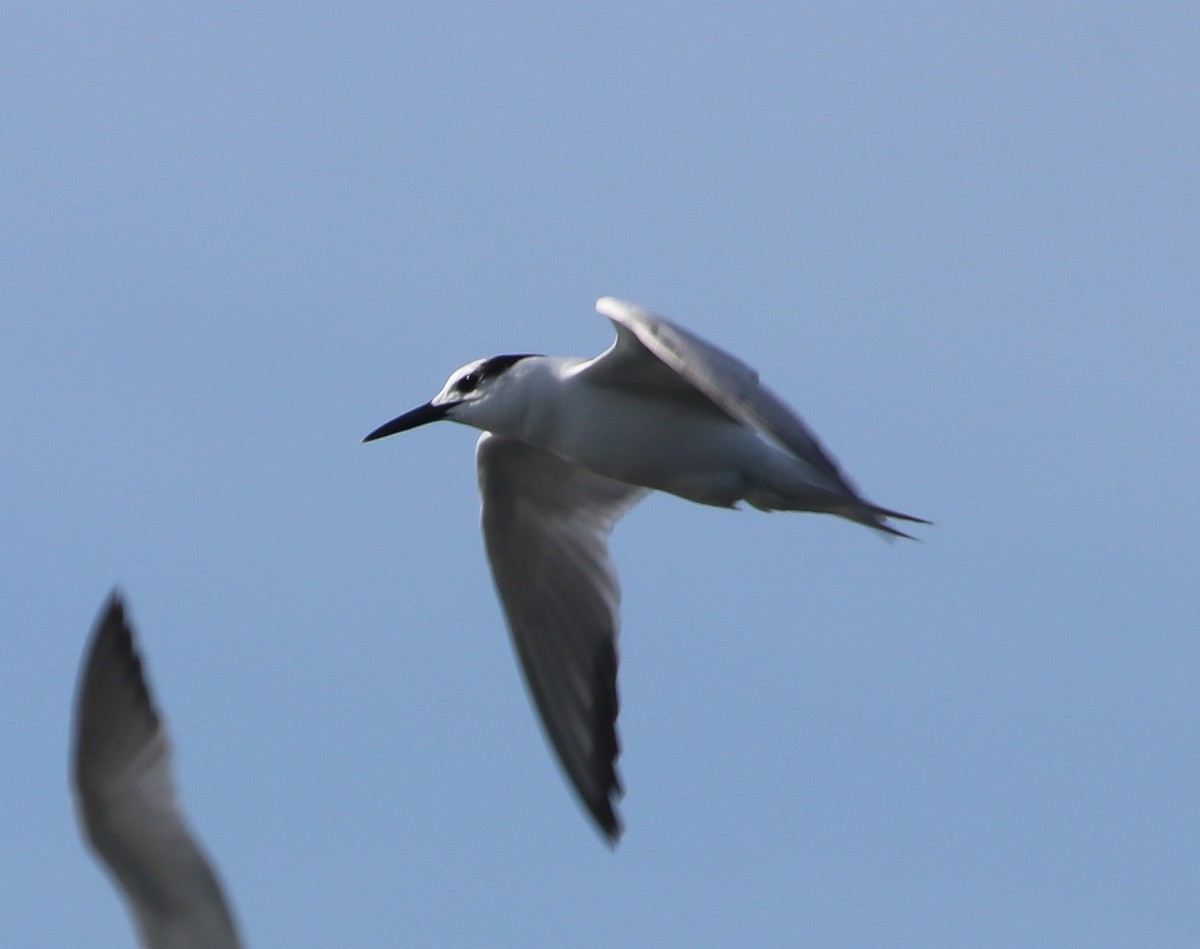 Brandseeschwalbe - ML646368809