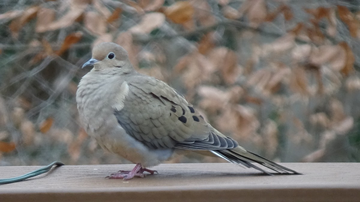 Mourning Dove - ML646368810
