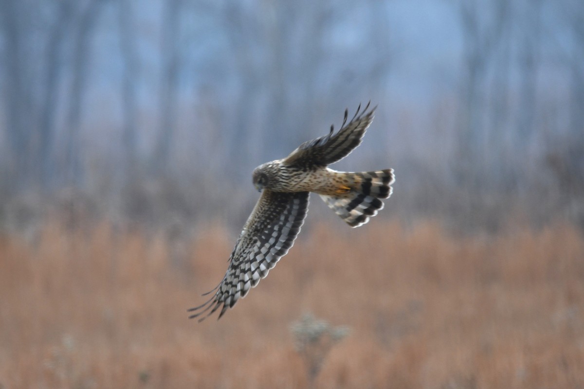 Northern Harrier - ML646368811