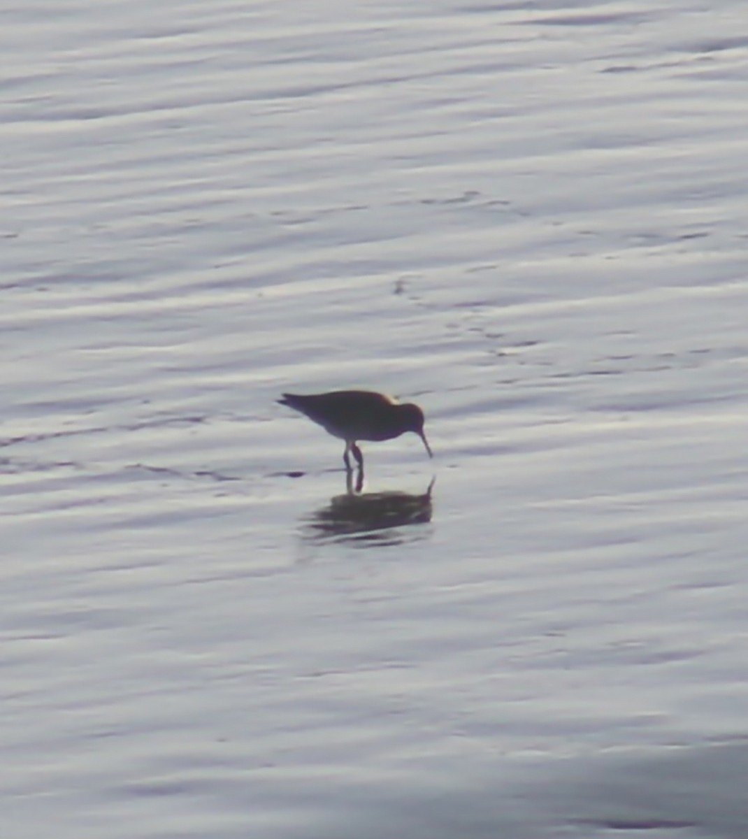 Common Redshank - ML646368812
