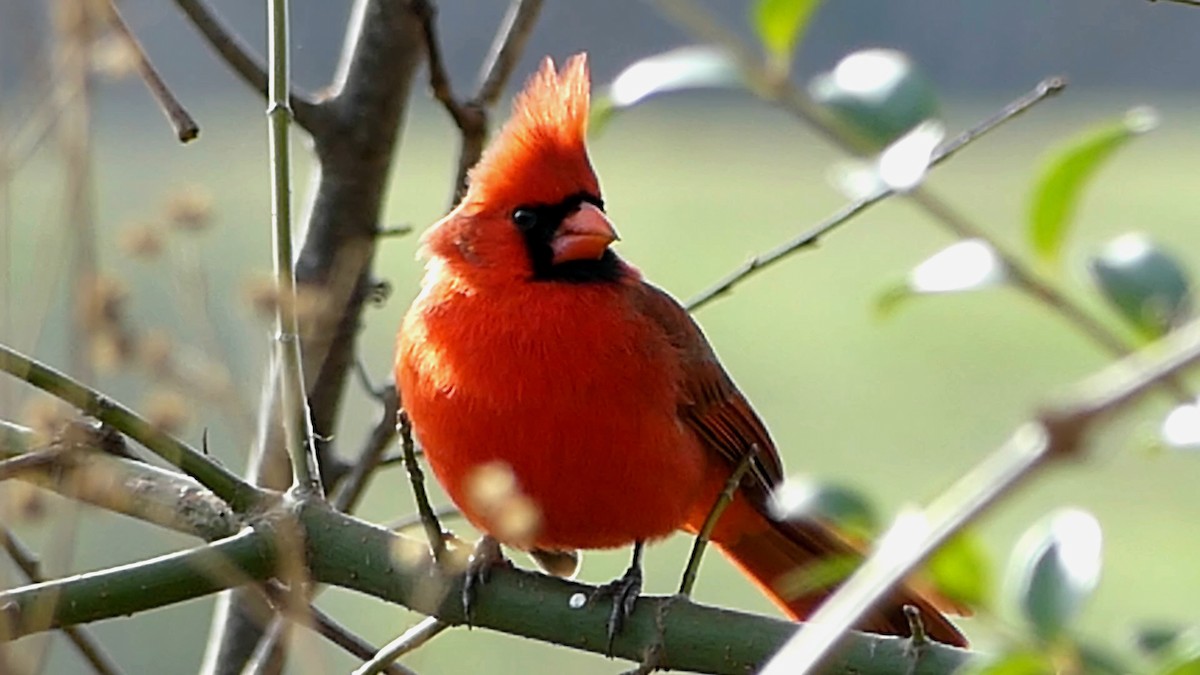 Northern Cardinal - ML646368813