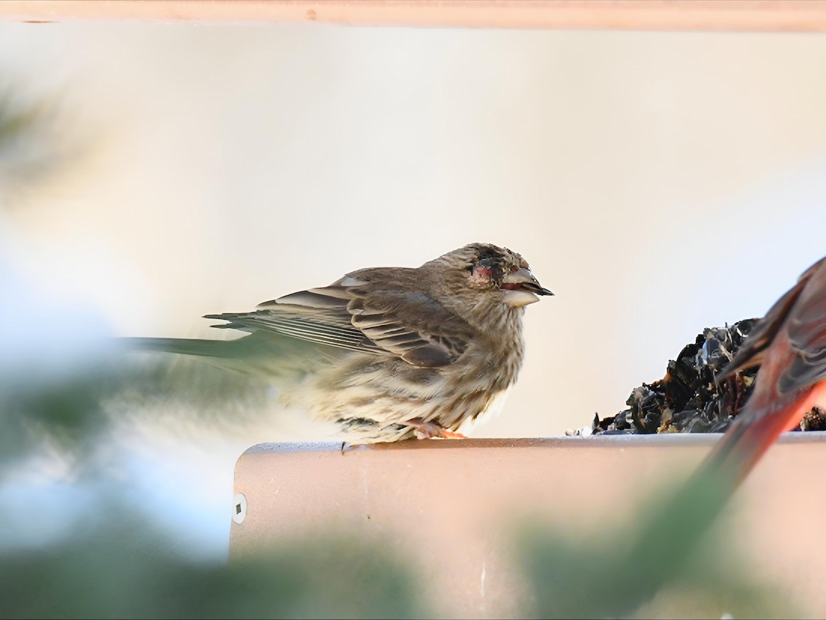 House Finch - ML646368814