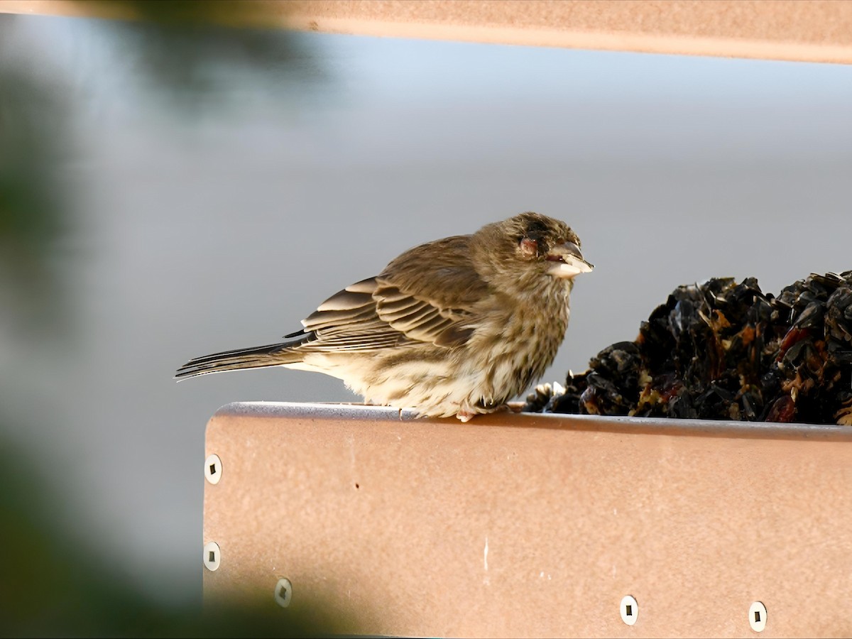 House Finch - ML646368815