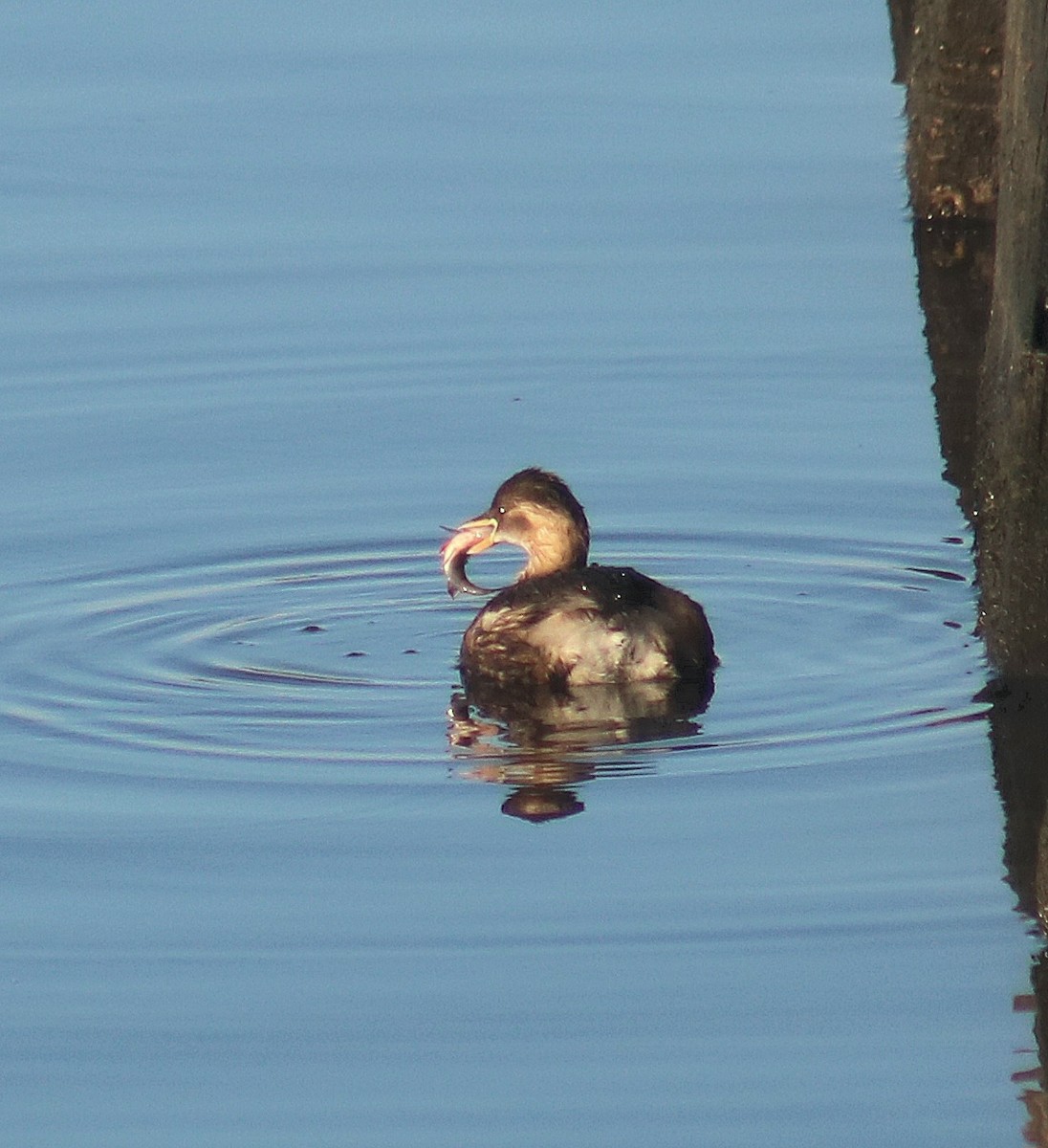 Little Grebe - ML646368816