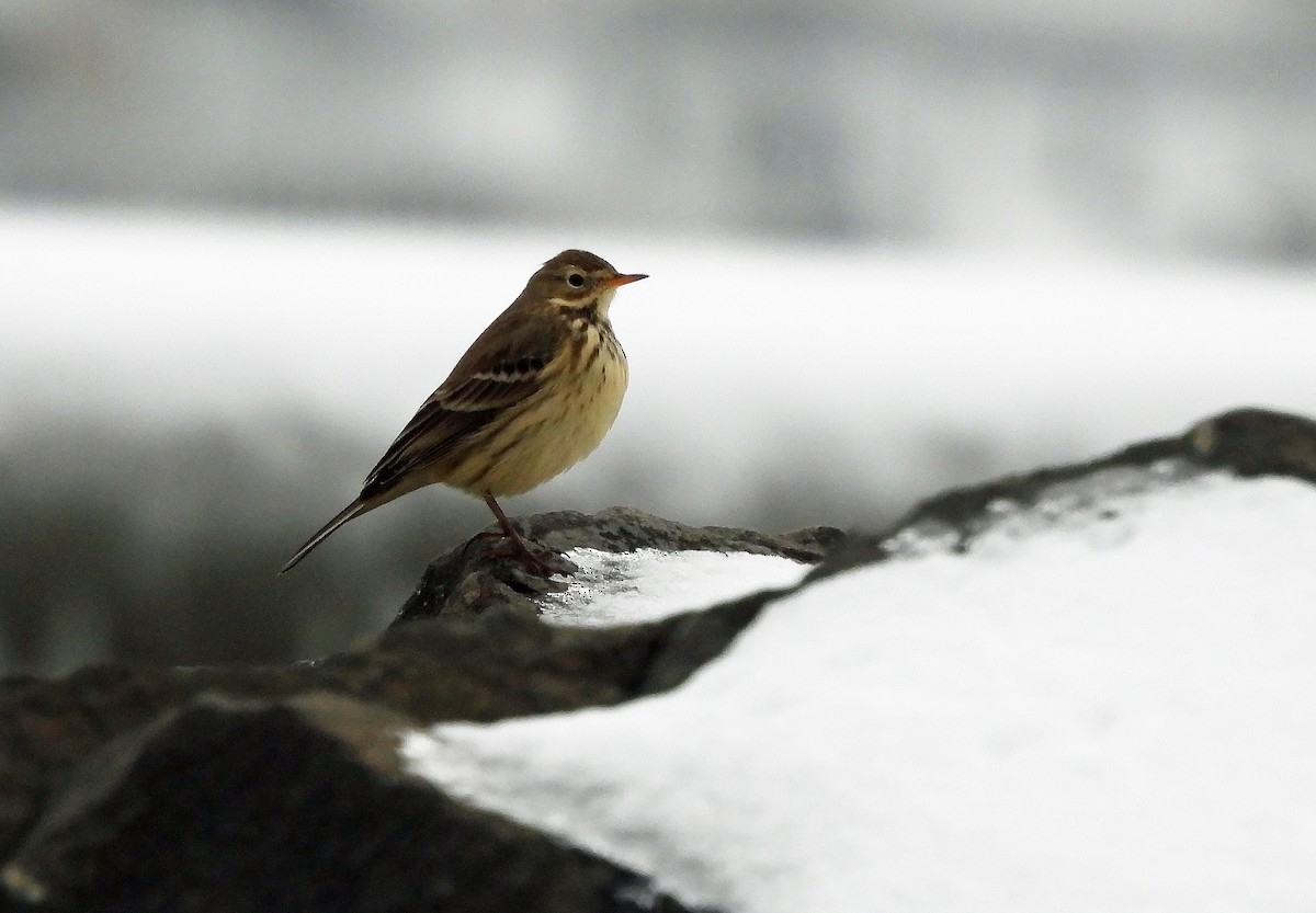 American Pipit - ML646368818