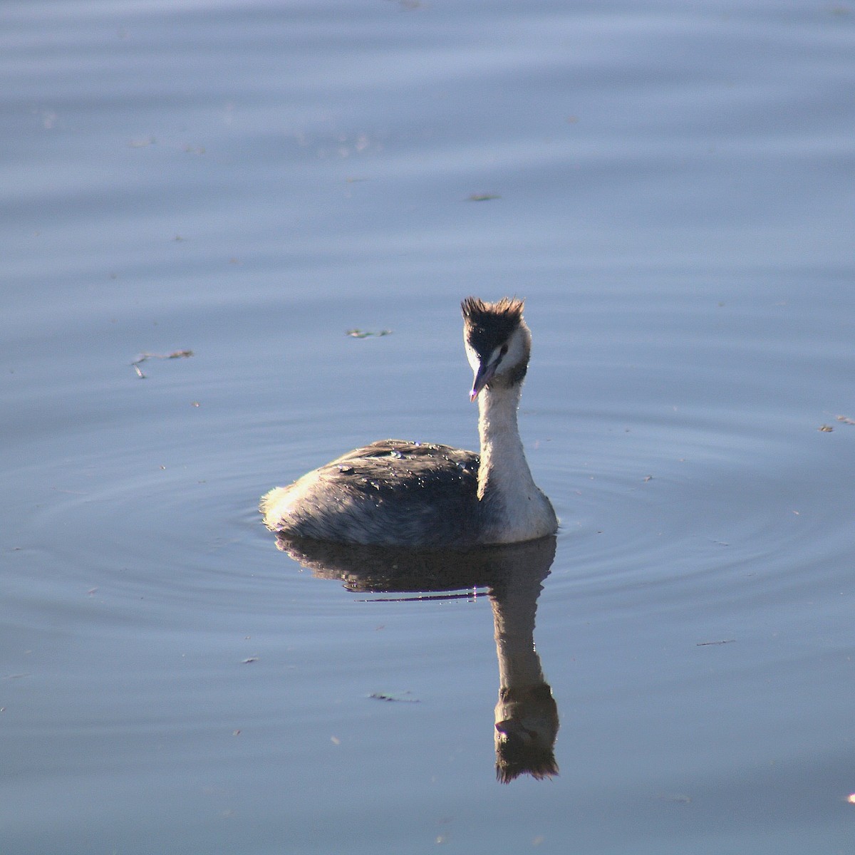 Great Crested Grebe - ML646368822