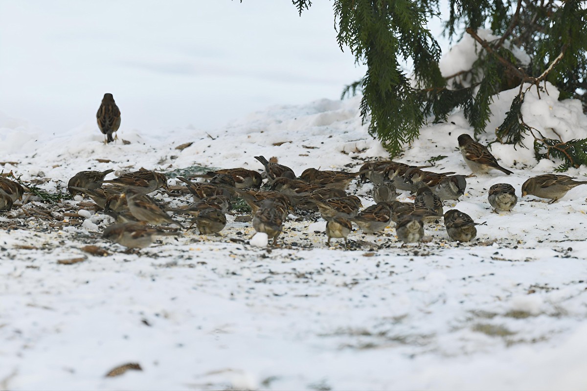 House Sparrow - ML646368824