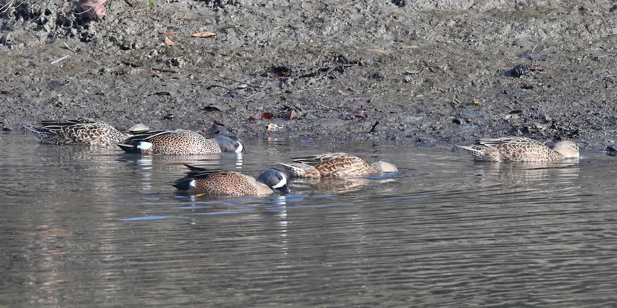 Blue-winged Teal - ML646368825