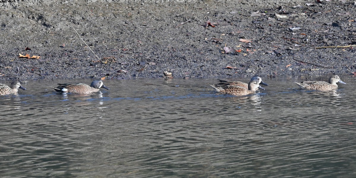 Blue-winged Teal - ML646368826