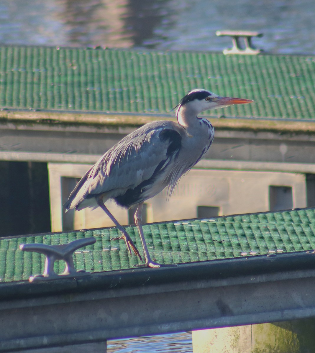 Gray Heron - ML646368828