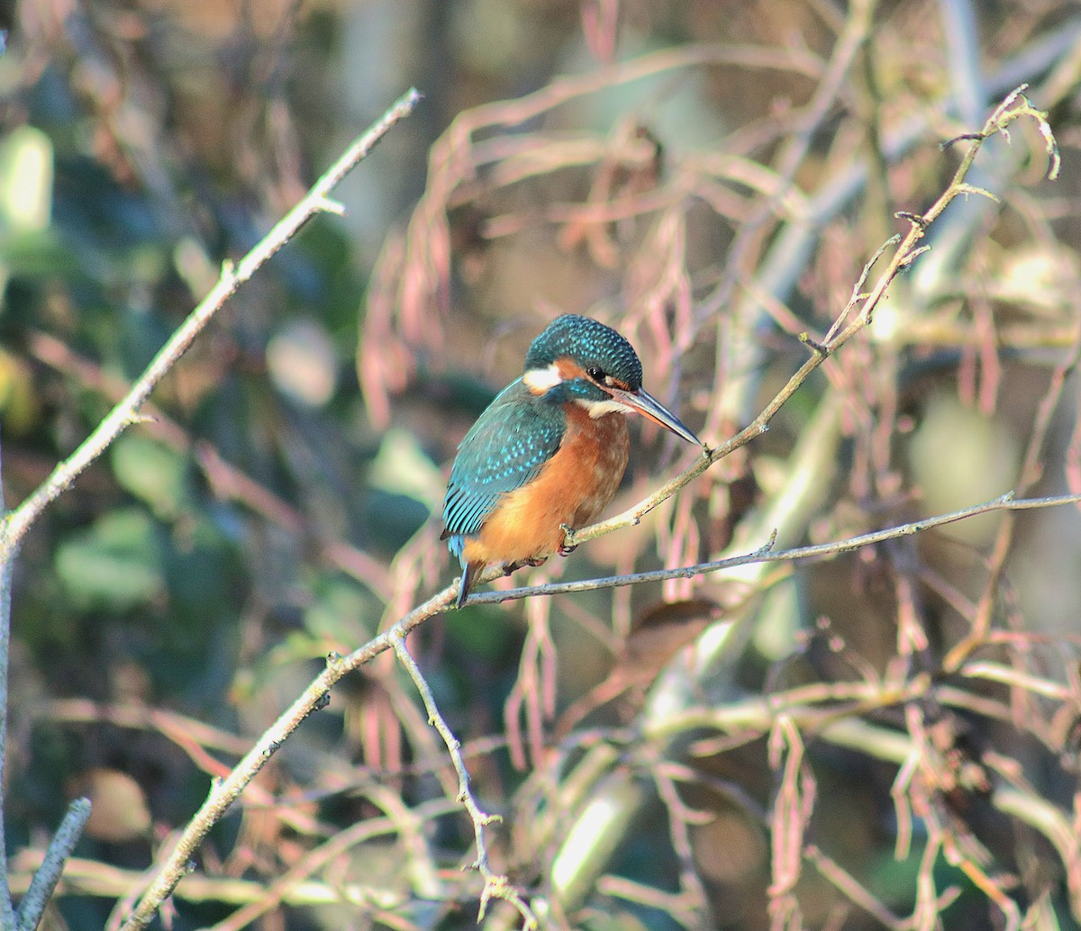 Common Kingfisher - ML646368830