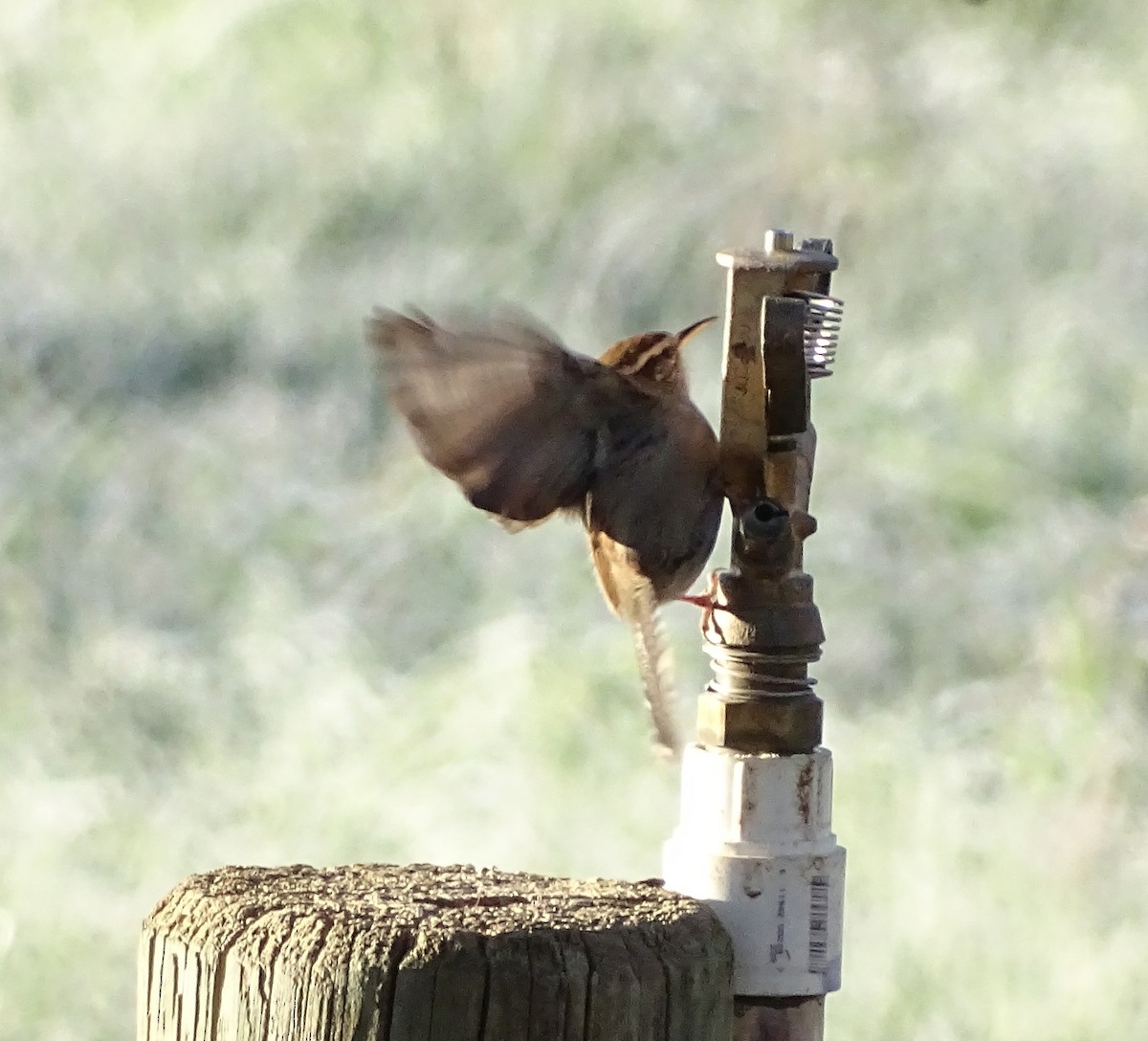Bewick's Wren - ML646368832