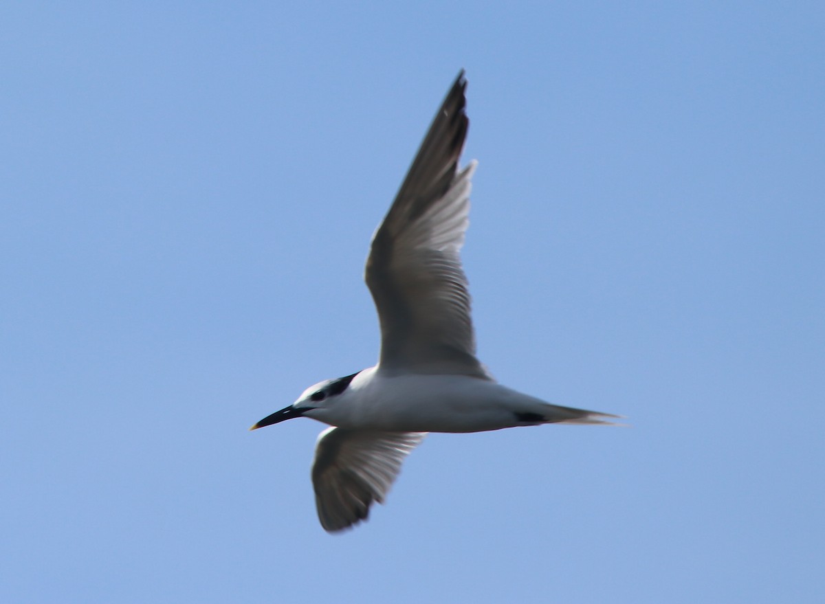 Brandseeschwalbe - ML646368833