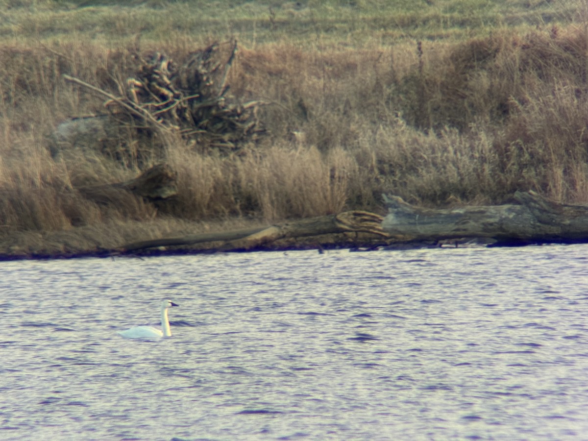 Tundra Swan (Whistling) - ML646368834