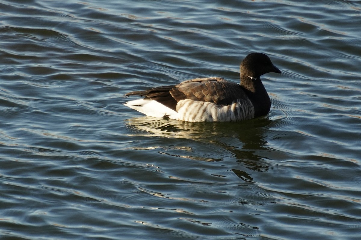 Brant - ML646368835