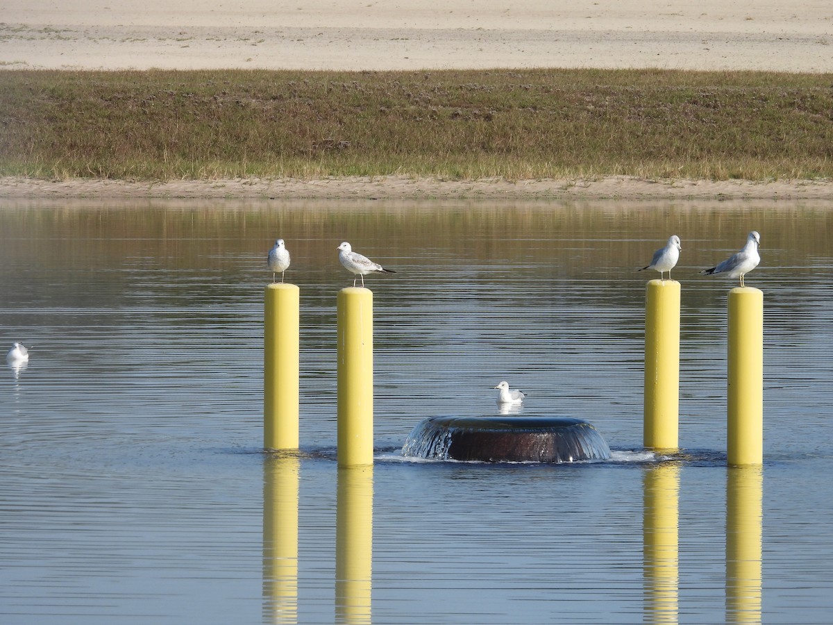 Ring-billed Gull - ML646368836