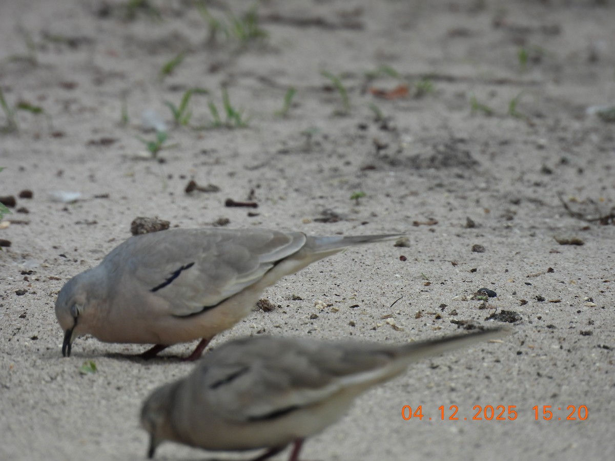 Picui Ground Dove - ML646368838