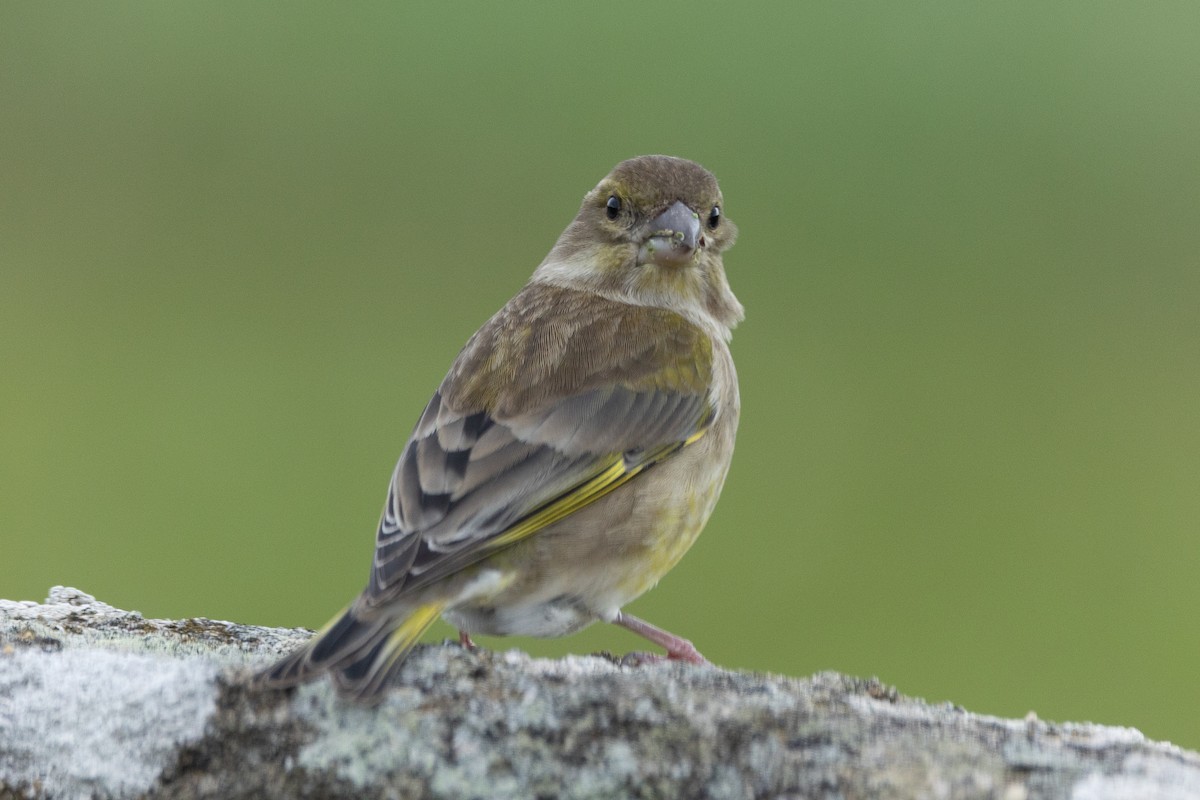 European Greenfinch - ML646368839