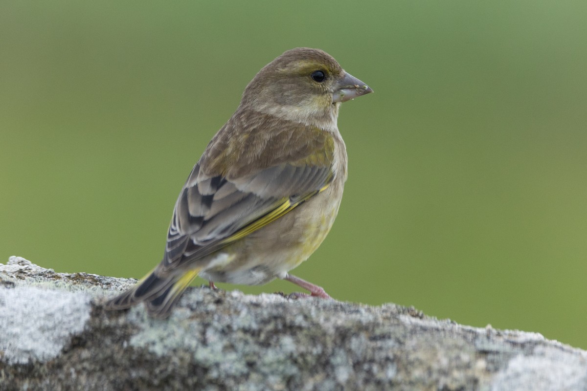 European Greenfinch - ML646368840
