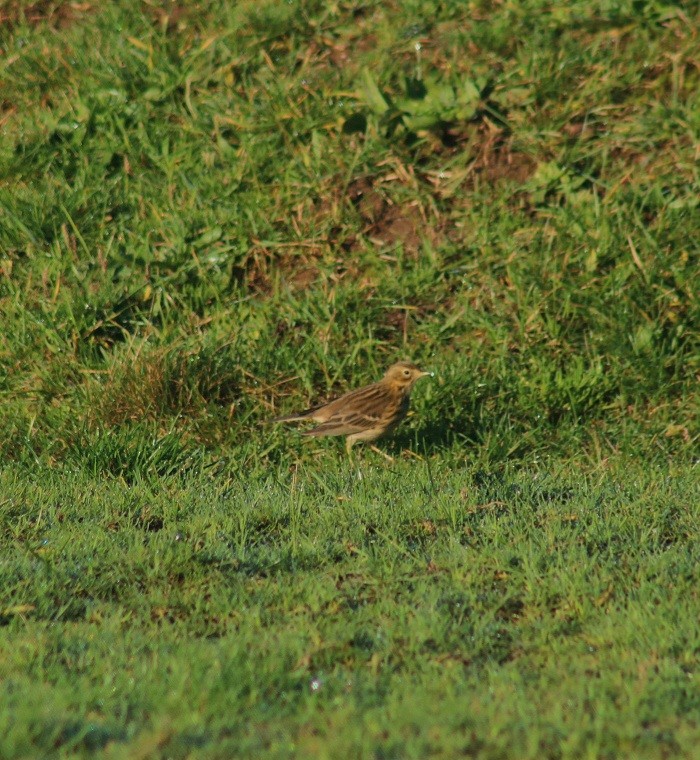 Meadow Pipit - ML646368841