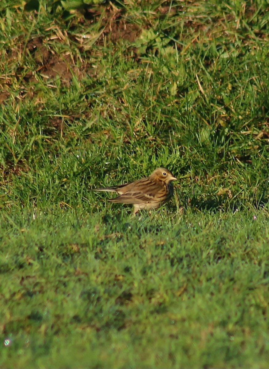 Meadow Pipit - ML646368842