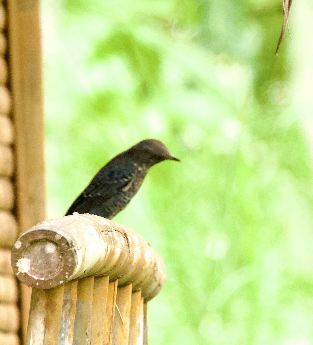 Скеляр синій - ML646368846