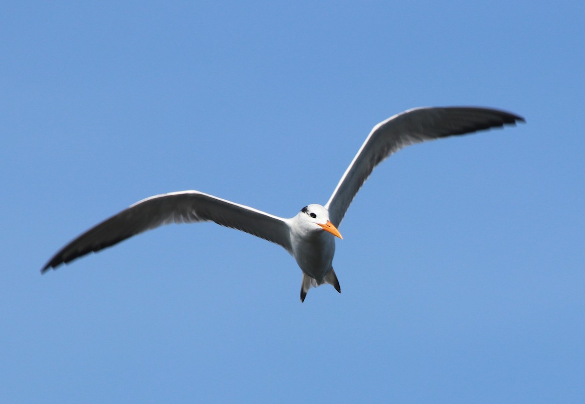 Königsseeschwalbe - ML646368847