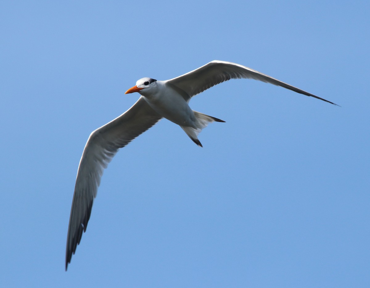 Königsseeschwalbe - ML646368848