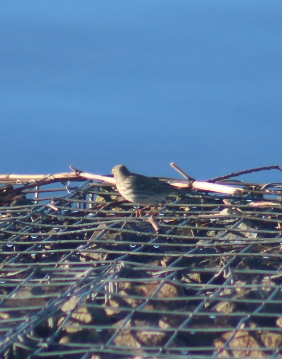 Rock Pipit - ML646368849