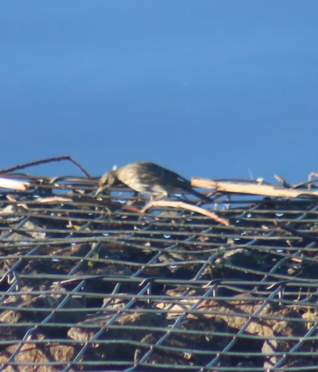 Rock Pipit - ML646368850