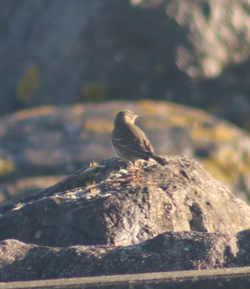 Rock Pipit - ML646368851