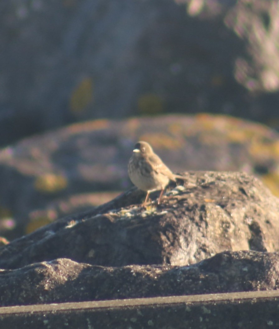 Rock Pipit - ML646368852