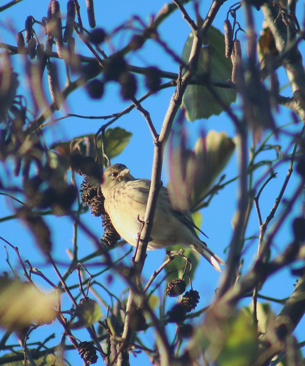Eurasian Linnet - ML646368855