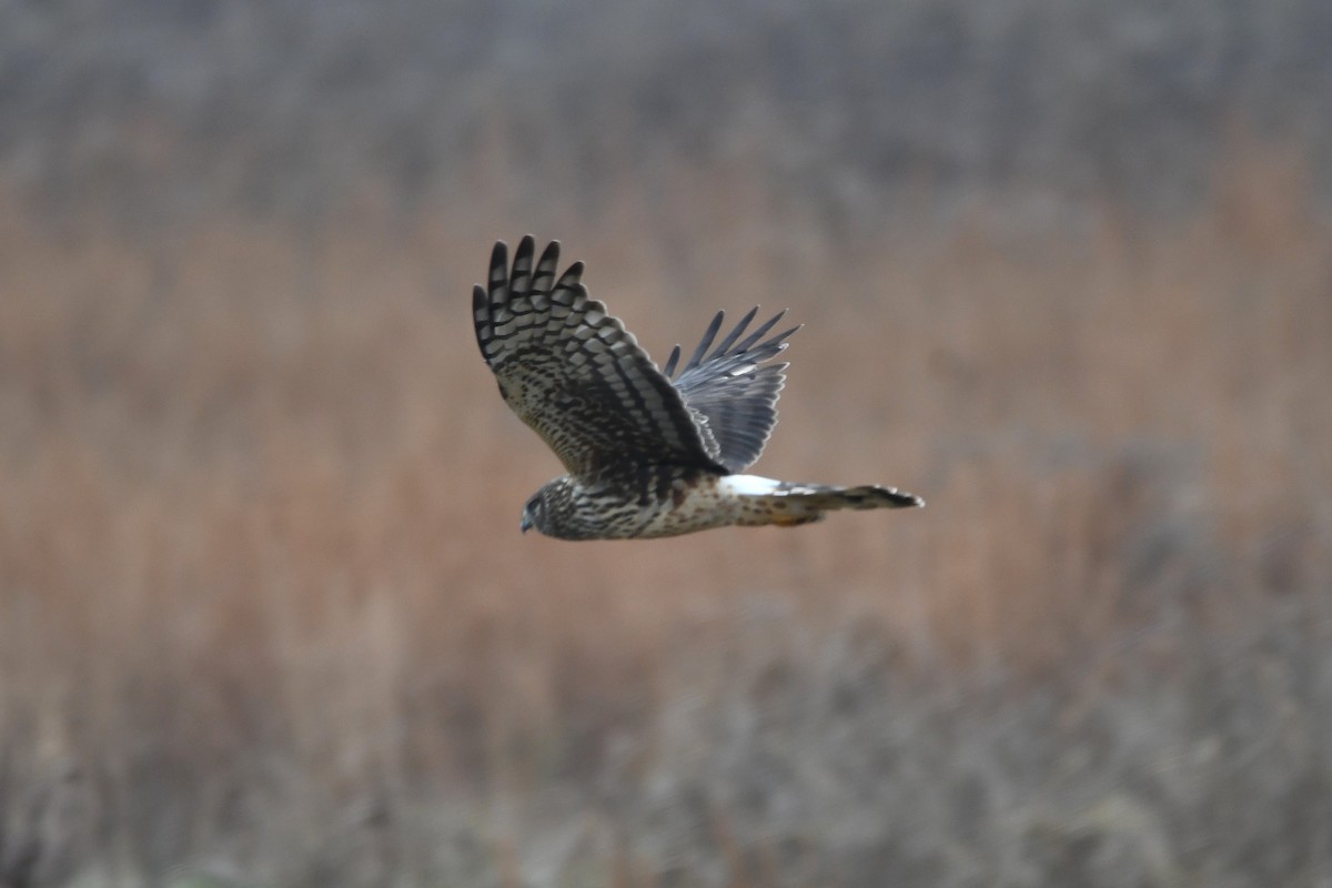 Northern Harrier - ML646368856