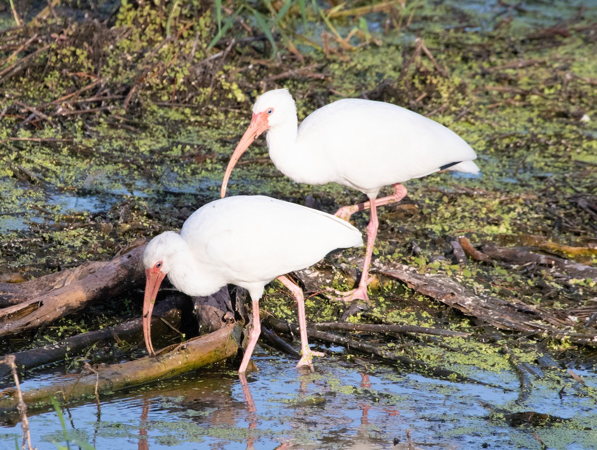 Schneesichler - ML646368857