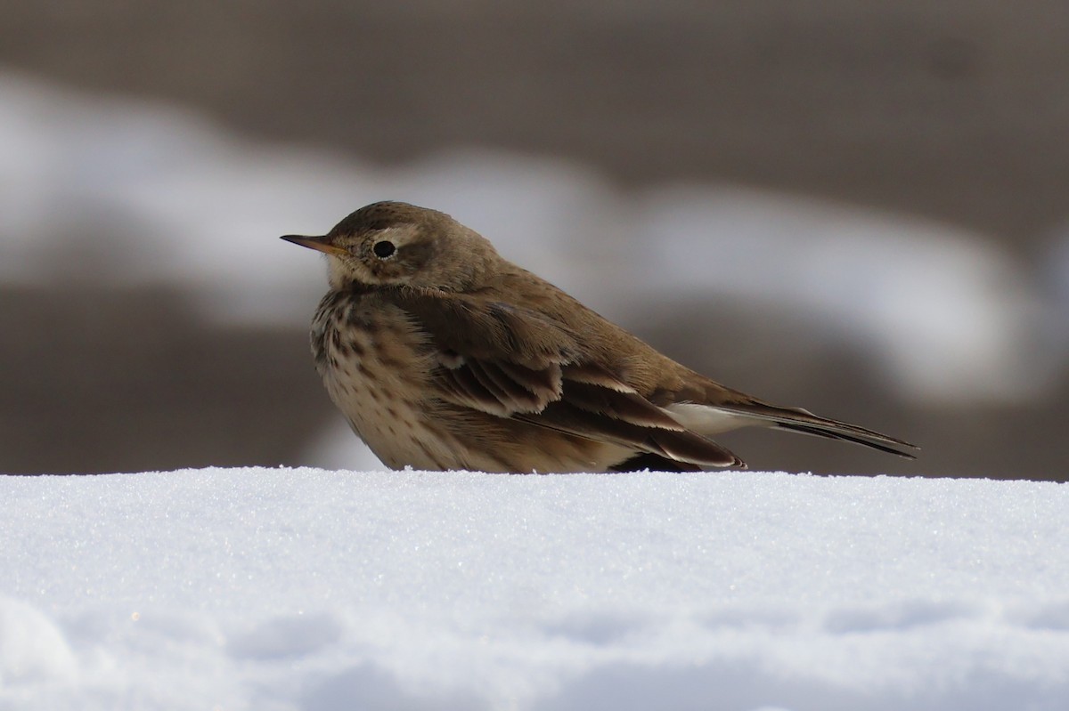 American Pipit - ML646368858