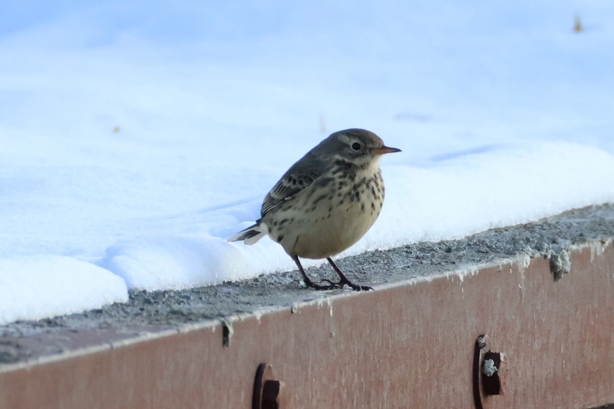 American Pipit - ML646368859