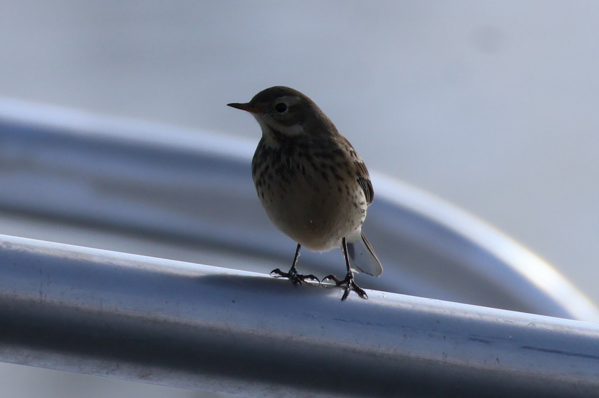 American Pipit - ML646368860