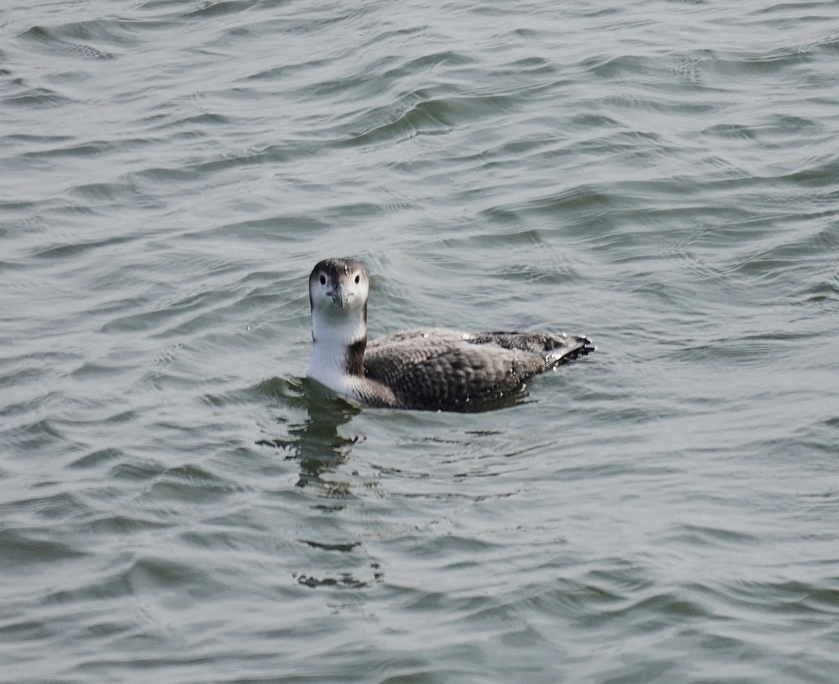 Common Loon - ML646368861