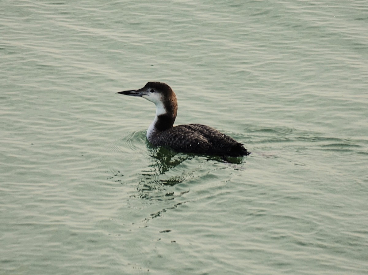 Common Loon - ML646368862