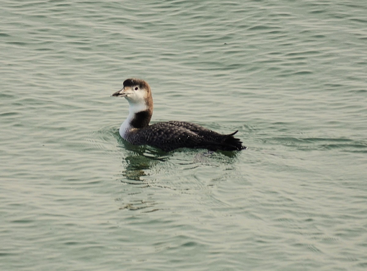 Common Loon - ML646368863
