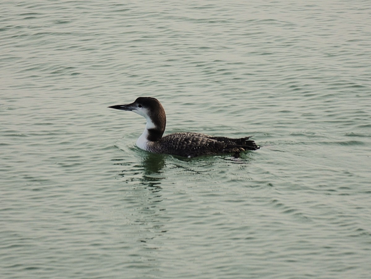 Common Loon - ML646368864