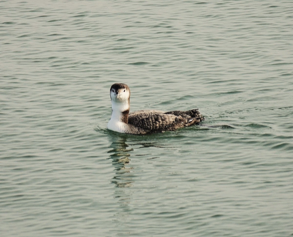 Common Loon - ML646368865