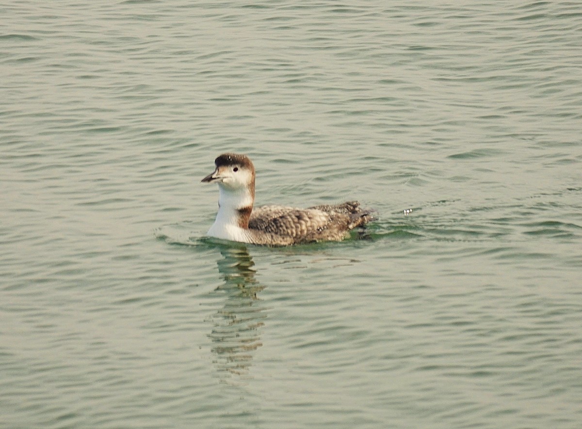 Common Loon - ML646368866