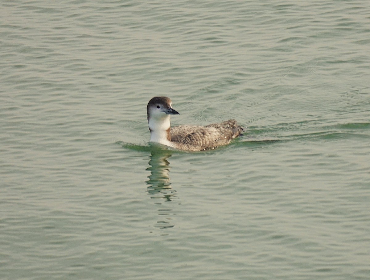 Common Loon - ML646368867