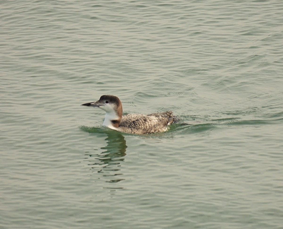 Common Loon - ML646368868