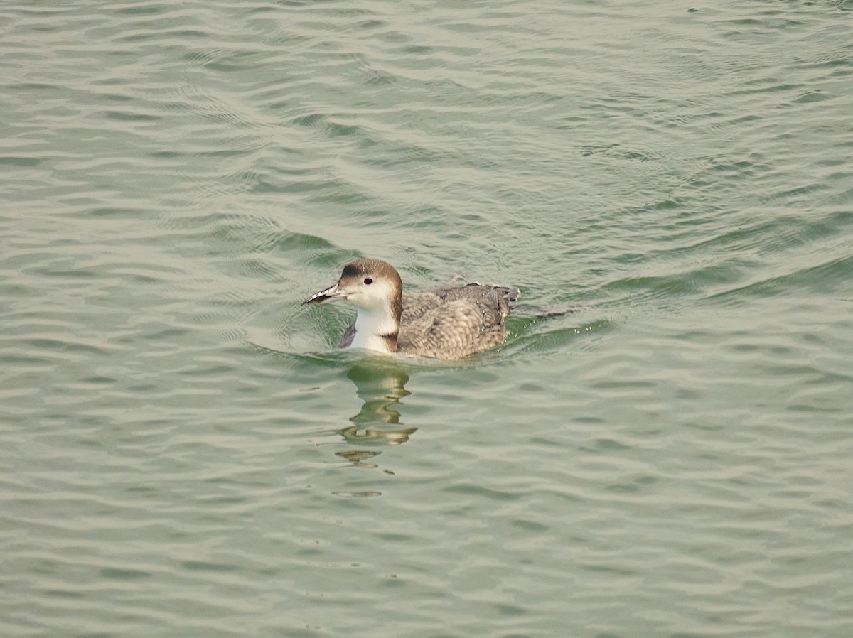 Common Loon - ML646368869