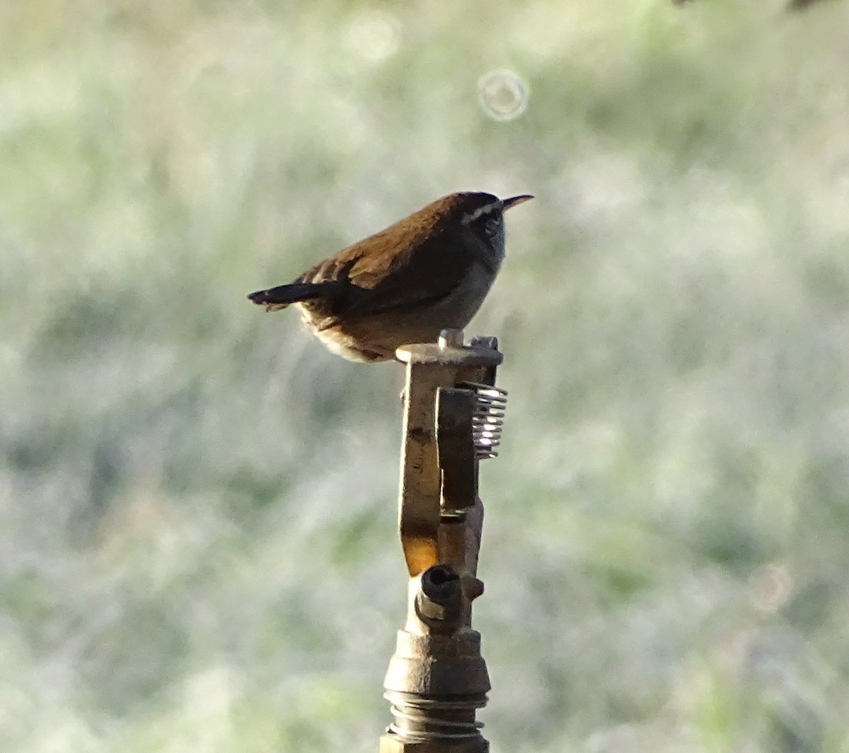 Bewick's Wren - ML646368870