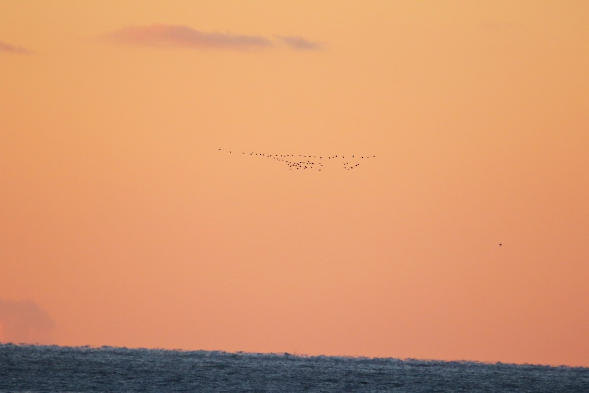 コハクチョウ - ML646368872